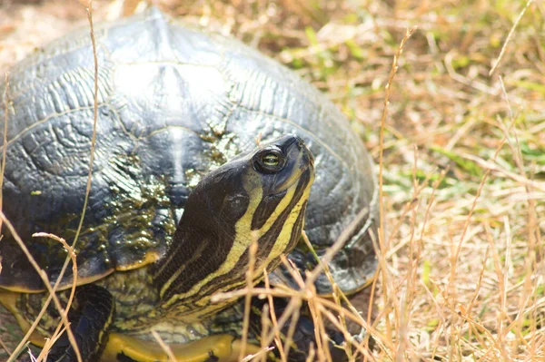 Nahaufnahme Des Schildkrötenkopfes Mit Augen Und Selektivem Fokus Auf Den — Stockfoto