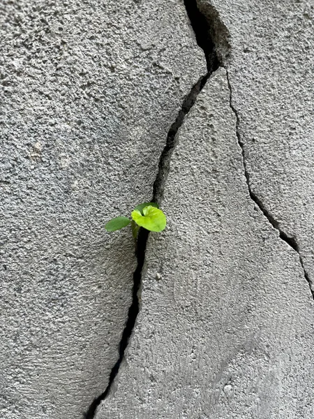 コンクリートの壁が割れた植物の閉鎖 — ストック写真