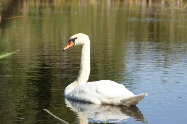 Close-up of of swan floating on rippled lake with selective focus on foreground