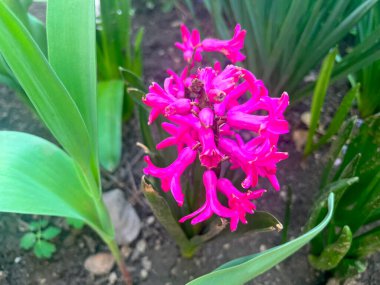 Topraktan büyüyen mor sümbül yakın plan ön plan üzerine seçici bir odaklanma ile