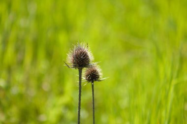 Yeşil bulanık arkaplan ile kahverengi çaydanlık tohumları yakın çekim