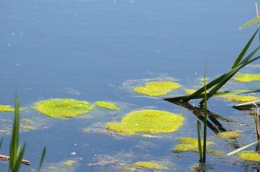Gölde yüzen yeşil bitki örtüsüne yakın çekim