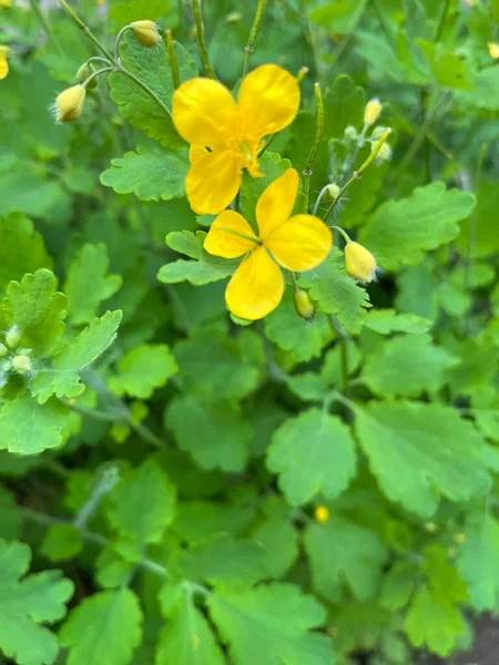 Close Greater Celandine Flowers Selective Focus Foreground — Stock Photo, Image