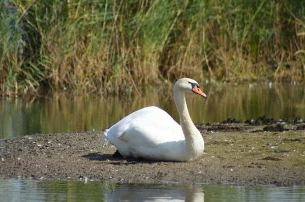 Close Cisne Sentado Solo Com Água Lago Redor — Fotografia de Stock