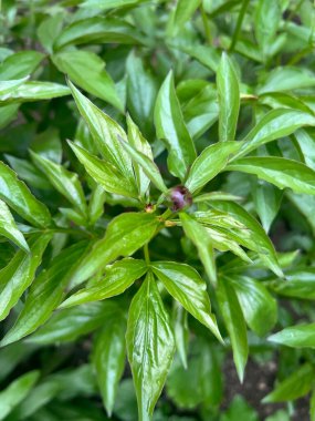Önplanda seçici odaklı genel şakayığın yakın plan görüntüsü