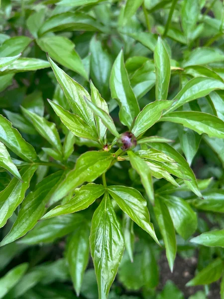 Önplanda seçici odaklı genel şakayığın yakın plan görüntüsü