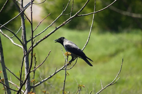 乌鸦栖息在树枝上的特写 有选择地聚焦于前景 — 图库照片