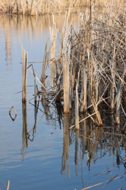 Kurumuş altın kamışın yakın çekimi mavi dalgalı göle yansıyor.