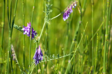 Arka planda yeşil bulanık bitkiler olan kıllı çalı çiçeklerine yakın çekim