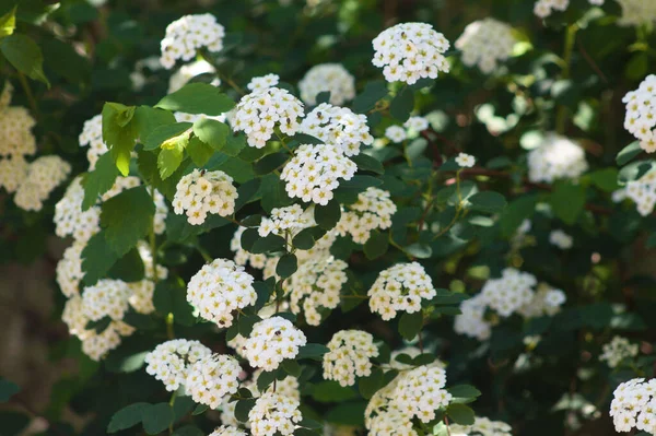 Close Van Houtte Spiraea Inflorescence Selective Focus Foreground — Stock Photo, Image