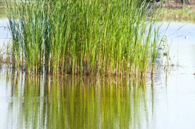 Dalgalanan göle yansıyan yeşil dar yapraklı kuyruk.