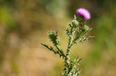 Arka planda yeşil bulanık bitkiler olan dikensiz devedikeni yakın plan