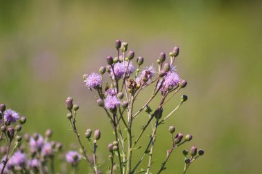 Arka planda yeşil buğulanmış çiçeklerle sürünen devedikeni çiçeklerine yakın plan