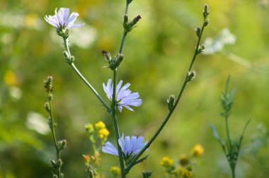 Arka planda yeşil bulanık bitkiler olan yaygın hindiba çiçeklerinin yakın çekimi