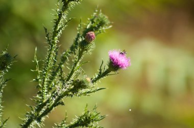 Close-up of spiny plumeless thistle flower and buds with green blurred background