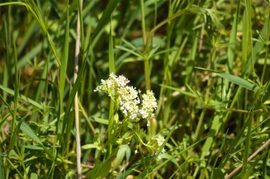 Önplana seçici bir odaklanma ile whitetop inflorescence yakın plan