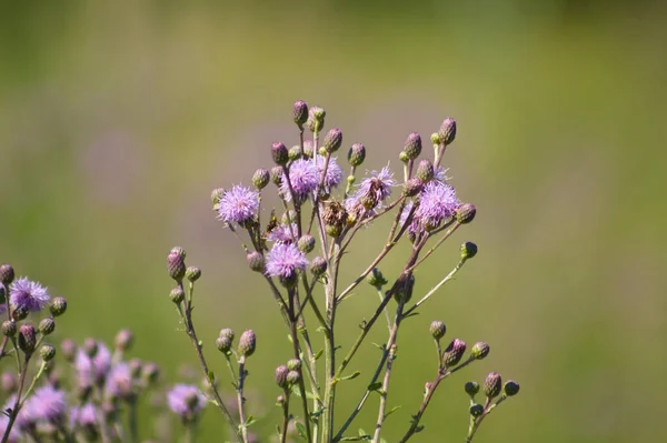 stock image Close-up of creeping thistle flowers with green blurred flowers in background