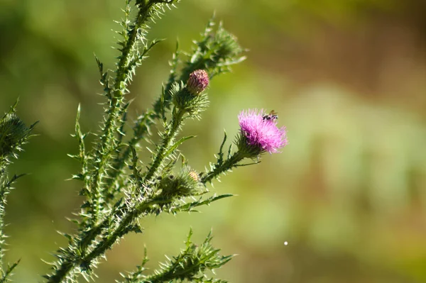 Close Spiny Plumeless Thistle Flower Buds Green Blurred Background — Φωτογραφία Αρχείου