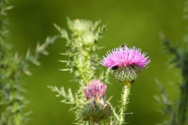 Arka planda yeşil bulanık bitkiler olan dikensiz devedikeni çiçeğinin yakın çekimi