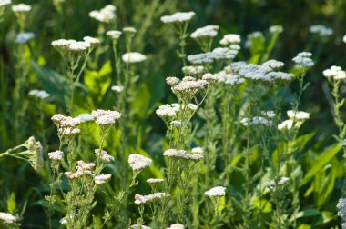 Seçici odak noktası ön planda olan ortak kiriş çiçek tarhının yakın plan görüntüsü