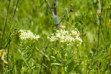 Önplana seçici bir odaklanma ile whitetop inflorescence yakın plan