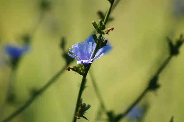 Close Common Chicory Flower Green Blurred Background — Zdjęcie stockowe