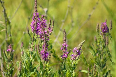 Geçmişi bulanık mor gevşekliğin yakın çekimi