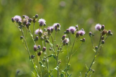 Yeşil bulanık arkaplan ile sürünen devedikeni çiçeklerine yakın plan
