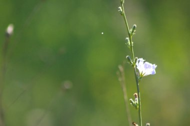 Arka planda yeşil bulanık bitkiler olan yaygın hindiba çiçeklerinin yakın çekimi