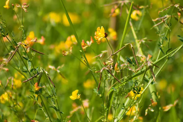 Close Common Bird Foot Trefoil Flowers Selective Focus Foreground — Stock Photo, Image