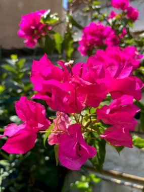 Ön planda seçici bir odak noktası olan kağıt çiçeklerinin yakın çekimi. Bougainvillea