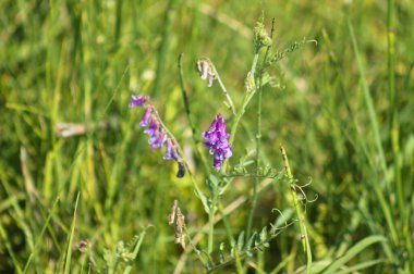 Ön planda seçici bir odak noktası olan kıllı vetch 'in yakın çekimi