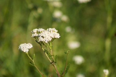 Bulanık arkaplan ile genel kiriş beyaz infloresans yakın çekim