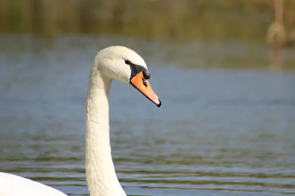 Close-up of swan head side view with rippled lake on background