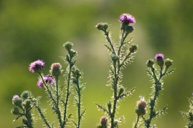 Dikensiz dikensiz devedikeni çiçekleri yakın plan arkasında güneş ve bulanık yeşil arkaplan