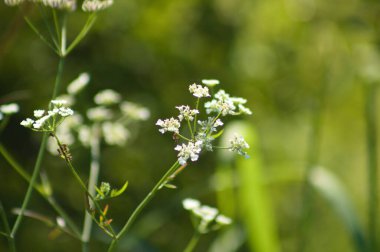 Kirli maydanozu ön plana seçici bir dikkatle yaymaya yakın çekim