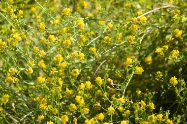 Orak Sıhhiye çiçek tarhının ön planda seçici bir odak ile yakın plan