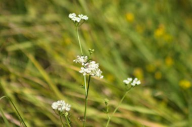 Yeşil bulanık arkaplanlı kirpi çiçeklerine yakın plan