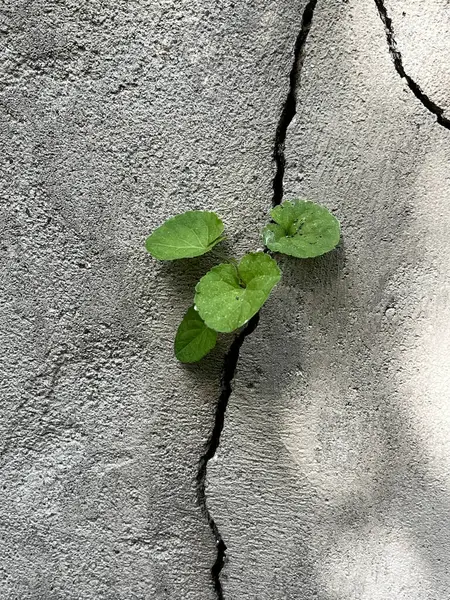 Close-up of sweet violet that grows out of a crack in a concrete wall