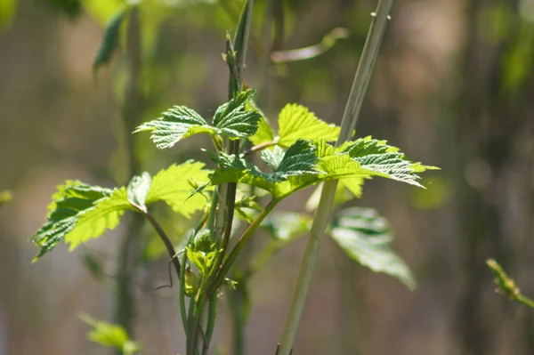 Close-up of green common hop leaves with light behind and blurred background