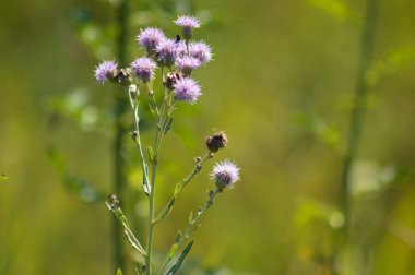 Yeşil bulanık arkaplan ile sürünen devedikeni çiçeklerine yakın plan