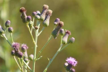 Yeşil bulanık arkaplan ile sürünen devedikeni çiçeklerine yakın plan