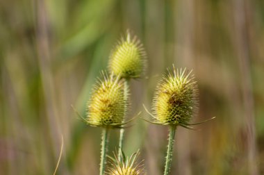 Yeşil yapraklı çay çekirdeğinin yakın plan yeşil bulanık arkaplan