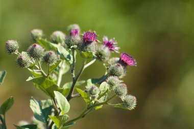 Yeşil bulanık arkaplan ile yünlü burdock tomurcuklarına yakın çekim
