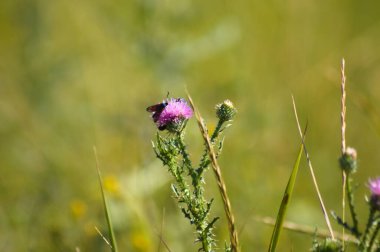 Dikenli tüysüz devedikeni yakın plan üzerinde böcek ve bulanık arkaplan