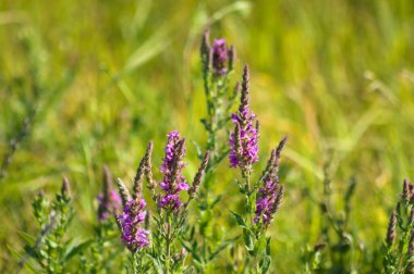Mor gevşek çiçekleri yakın plan sarı yeşil bulanık arka plan