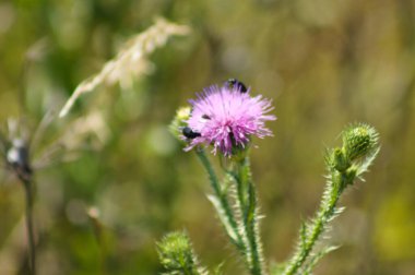 Arka planda yeşil bulanık bitkiler olan dikensiz devedikeni çiçeğinin yakın çekimi