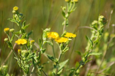 Arka planda bulanık yeşil bitkiler olan sıradan pire çiçeklerine yakın çekim