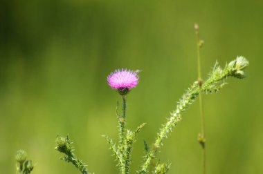 Yeşil bulanık arkaplanı olan dikensiz devedikeni çiçeğine yakın plan