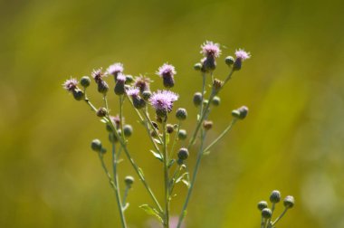 Önplanda seçici bir odak noktası olan sürünen devedikeni çiçeklerine yakın plan